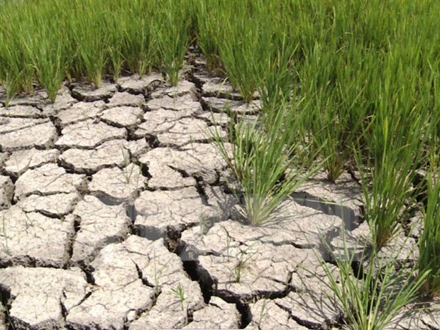 Sequia y salinizacion amenazan al cultivo de arroz en provincia deltaica hinh anh 1