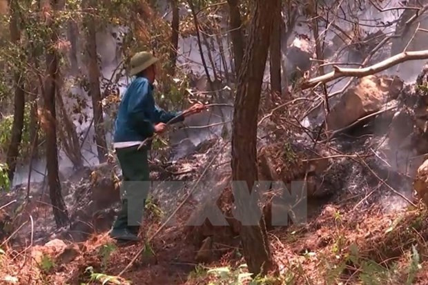 Clima seco eleva alerta de incendios forestales de Vietnam hinh anh 1