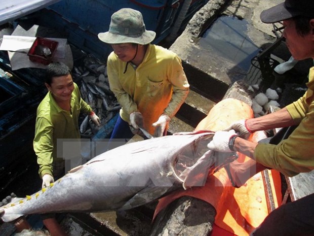 Exportacion de pescado Tra vietnamita a EE.UU. no se vera afectada por nuevas normas hinh anh 1