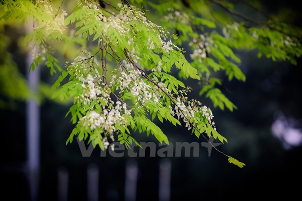 Hanoi romantica en blanco de flor hinh anh 1