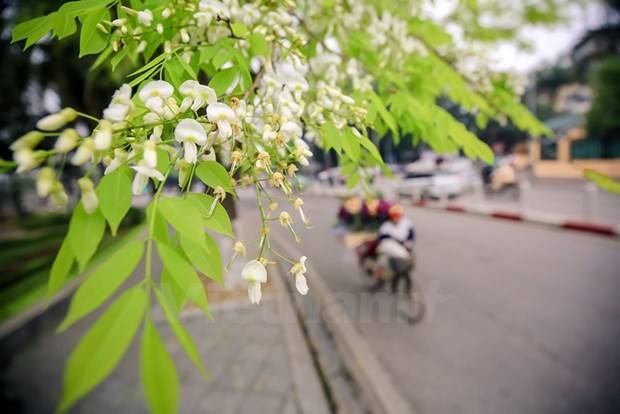 Hanoi romantica en blanco de flor hinh anh 15