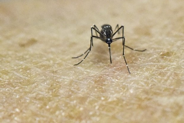 Hanoi refuerza acciones contra la penetracion del virus Zika hinh anh 1
