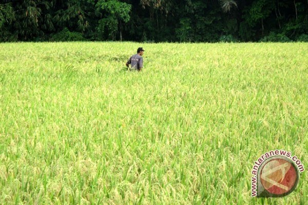 Indonesia fija meta de exportacion de arroz hinh anh 1