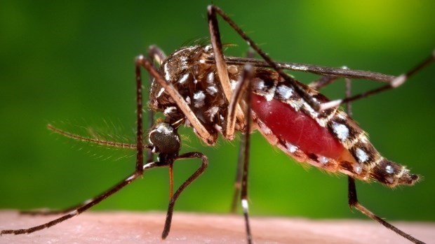 Ciudad Ho Chi Minh declarara hoy fin de epidemia de Zika hinh anh 1