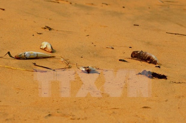 Exigen aclarar causa de muerte masiva de peces en litoral central de Vietnam hinh anh 1