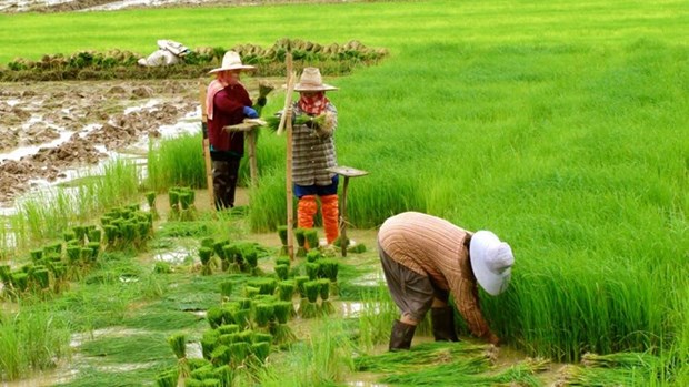 Tailandia reducira zonas de cultivo de arroz para la proxima cosecha hinh anh 1