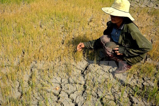 Provincia vietnamita pierde cerca de 380 millones de dolares por sequia hinh anh 1