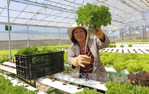 Necesita Malasia importar vegetales de Vietnam y otros paises, segun especialistas hinh anh 1