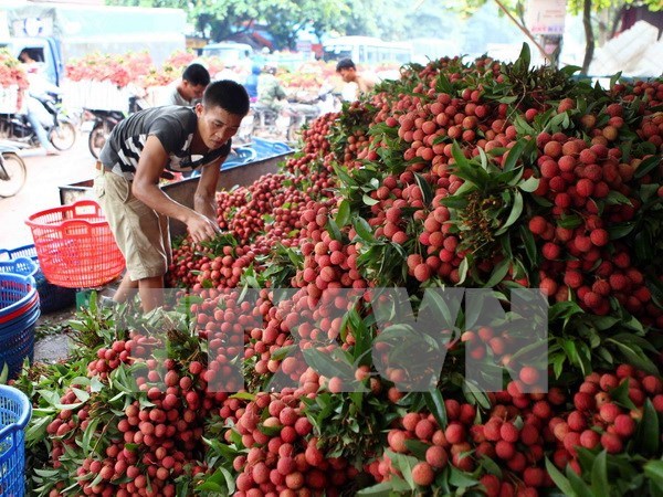 Provincias de Vietnam y China buscan facilitar la exportacion de lichi hinh anh 1