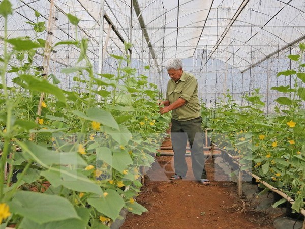Nueva Zelanda apoya a Vietnam en produccion de verduras seguras hinh anh 1