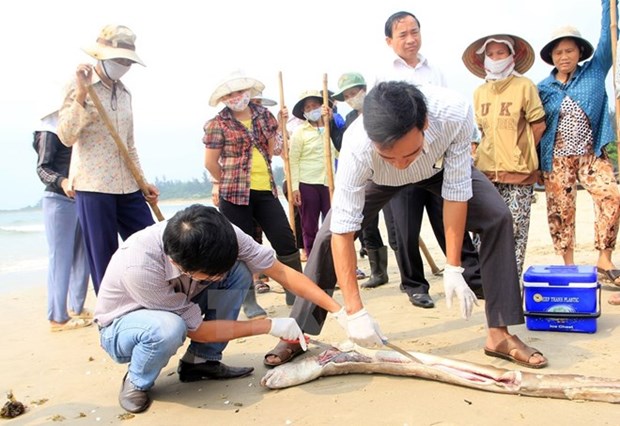Residentes de Quang Binh aspiran a entorno marino limpio hinh anh 1