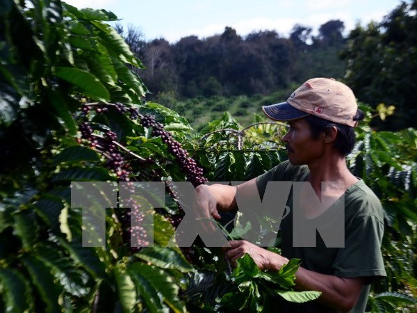 Provincia altiplana vietnamita impulsa replantacion de cafe hinh anh 1