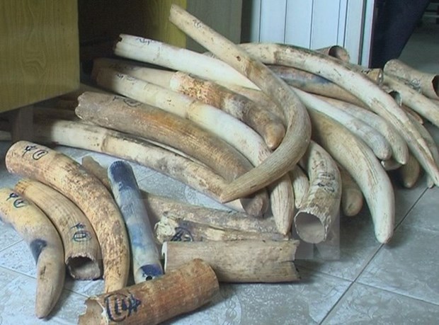 Policia de Hanoi descubre gran cantidad de colmillos de elefantes hinh anh 1