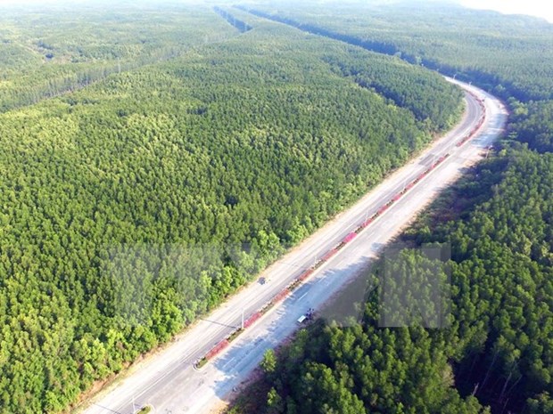 Existen mas de 14 millones hectareas de bosques en Vietnam hinh anh 1