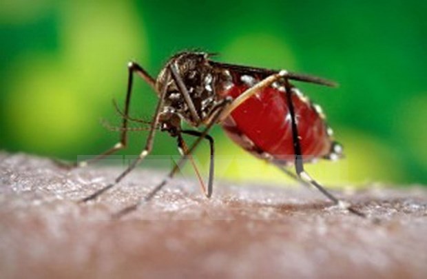 Aumentan casos de dengue en Altiplanicie Occidental de Vietnam hinh anh 1