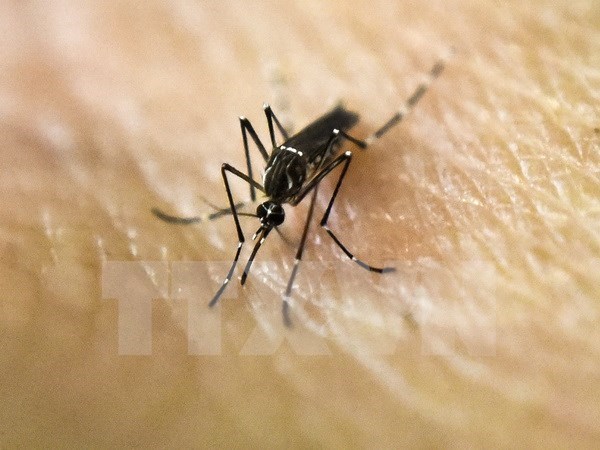 Singapur detecta primer caso del virus Zika transmitido localmente hinh anh 1