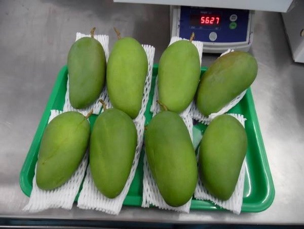 Por primera vez se vende mango vietnamita en Australia hinh anh 1