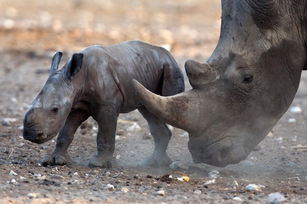 Vietnam llama a refutar legalizacion de comercio de cuernos de rinoceronte hinh anh 1