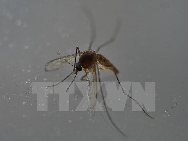 Confirma Filipinas tres nuevos casos de Zika hinh anh 1
