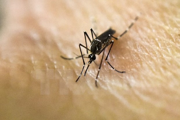 Filipinas confirma dos nuevos casos de Zika hinh anh 1
