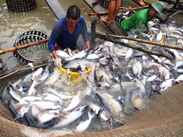 China se convierte en segundo mayor mercado de pescado Tra de Vietnam hinh anh 1