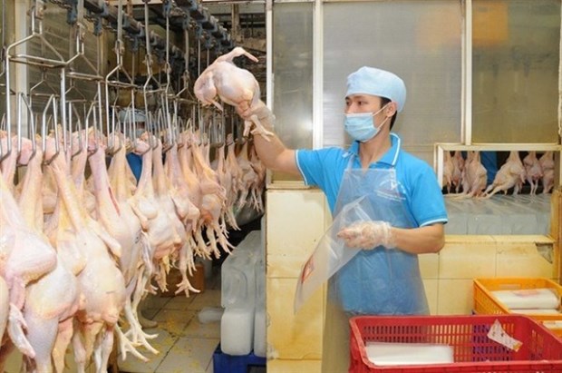 Vietnam impulsara la exportacion de carne de pollo procesado hinh anh 1