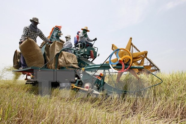 Tailandia financiara la produccion de arroz de agricultores nacionales hinh anh 1