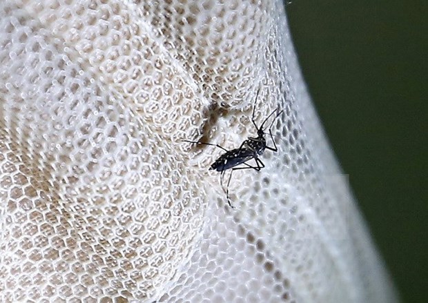 Realiza provincia de Vietnam medidas preventivas contra Zika hinh anh 1