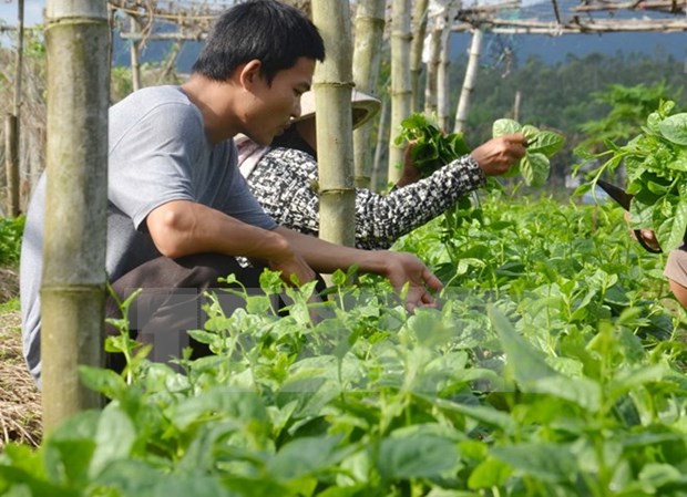 Ciudad Ho Chi Minh promueve inversiones en zonas agricolas de alta tecnologia hinh anh 1