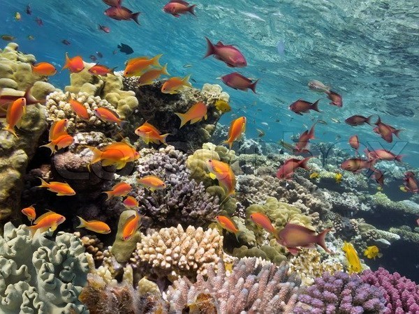 Vietnam posee mas de mil kilometros cuadrados de arrecife de coral hinh anh 1