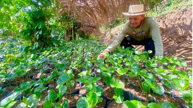 Avanza Colombia en la sustitucion de cultivos ilicitos hinh anh 1