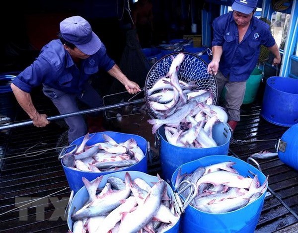 Vietnam goza de beneficios por reconocimiento del sistema de control finosanitario de pescado Tra ​ hinh anh 2