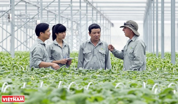 Agricultura limpia en el “jardin” de la empresa vietnamita VinEco hinh anh 1