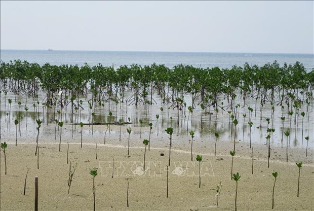 Provincia de Ninh Thuan busca proteger biodiversidad maritima hinh anh 3