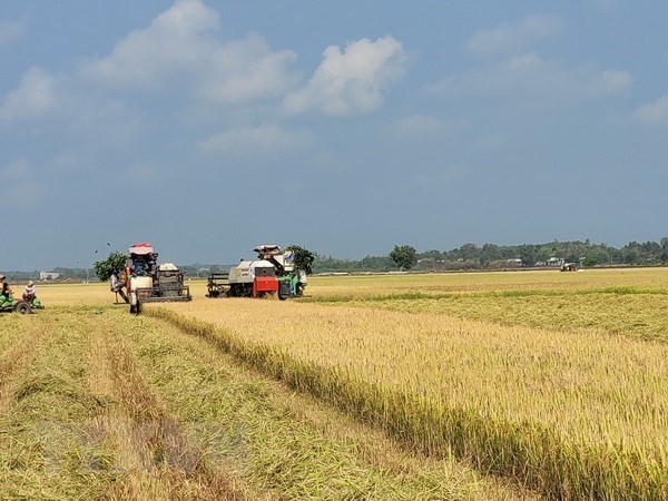 Agricultura suscita apoyo de Banco Estatal de Vietnam hinh anh 1
