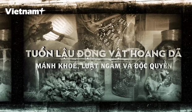 Impedir contrabando de animales salvajes, una batalla actual de Vietnam hinh anh 2