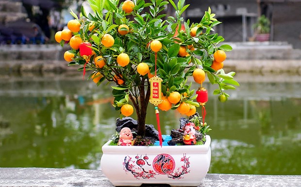 Significado del kumquat en costumbres tradicionales del Tet vietnamita hinh anh 2
