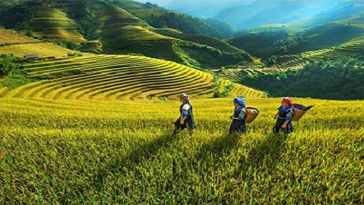 Ciencia y tecnologia: base para desarrollo de zonas montanosas de Vietnam hinh anh 1