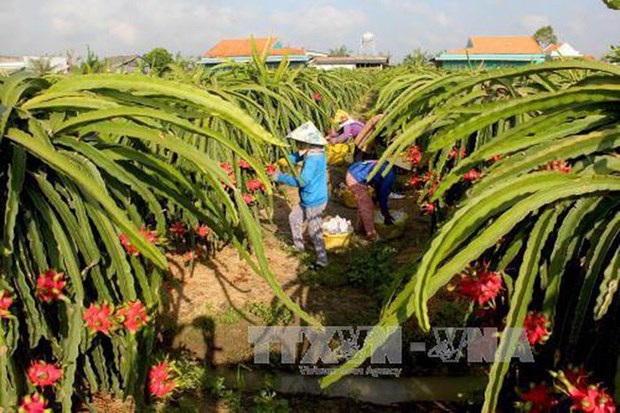 Proyectos agricolas contribuyen al desarrollo de areas montanosas en Vietnam hinh anh 2