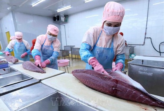 Vietnam lucha contra la IUU para fomentar ventas de atun a la UE hinh anh 1