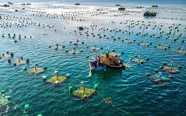 Desarrollan sincronicamente la acuicultura marina de Vietnam hinh anh 1