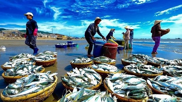 Promueve Vietnam proteccion de recursos acuaticos asociados a prevencion contra pesca ilegal hinh anh 2