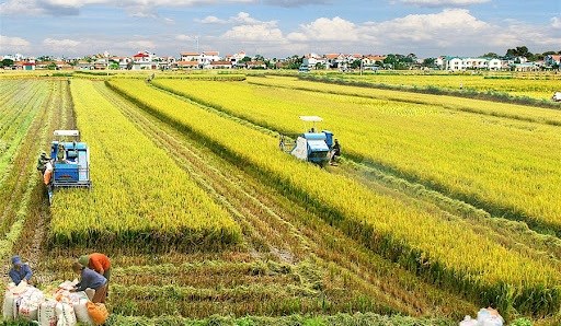 Sostenibilidad avanzara en Vietnam con nueva estrategia de desarrollo agricola hinh anh 1