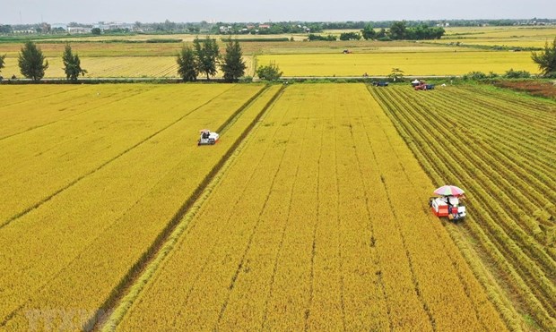 Delta del Mekong por reducir emisiones de gases en produccion de arroz hinh anh 1