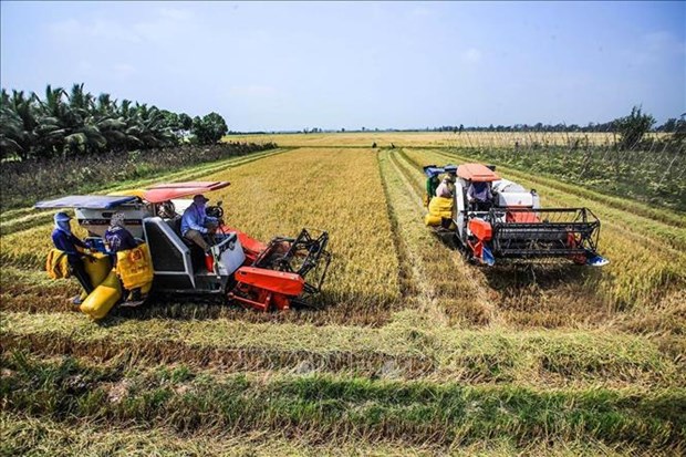 Delta del Mekong por reducir emisiones de gases en produccion de arroz hinh anh 2