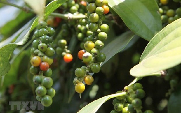 Exportaciones de pimienta vietnamita registran recuperacion paulatina hinh anh 1