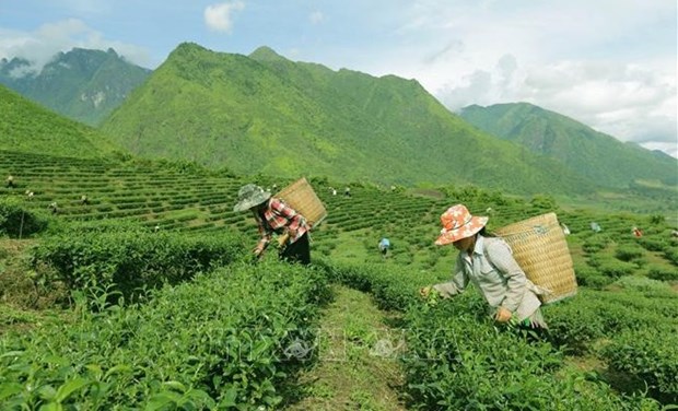 Vietnam se esfuerza por reducir la pobreza en zonas remotas hinh anh 1