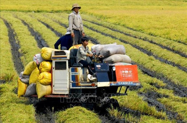 Avance estrategico por una agricultura moderna y sostenible de Vietnam hinh anh 2