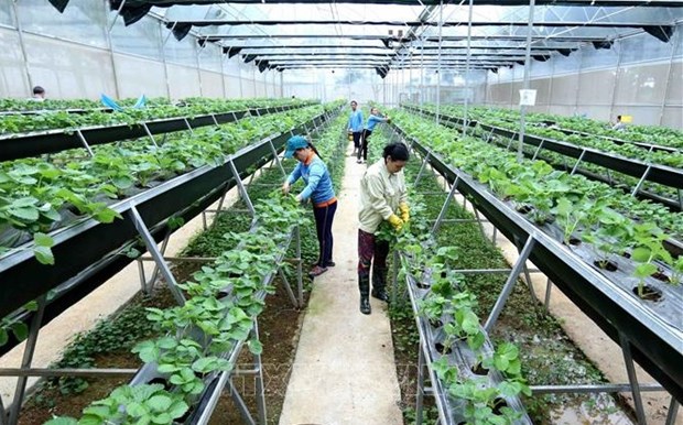 Avance estrategico por una agricultura moderna y sostenible de Vietnam hinh anh 1