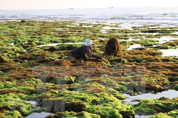 Vietnam por desarrollar cadena productiva de algas hinh anh 1